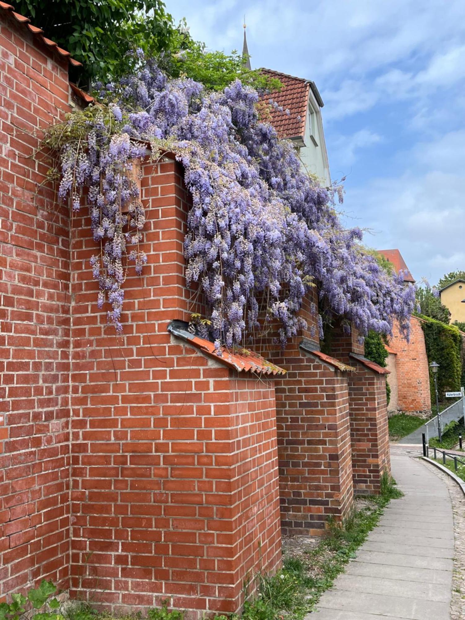Ferienwohnung An Der Historischen Stadtmauer Rostock Exteriör bild